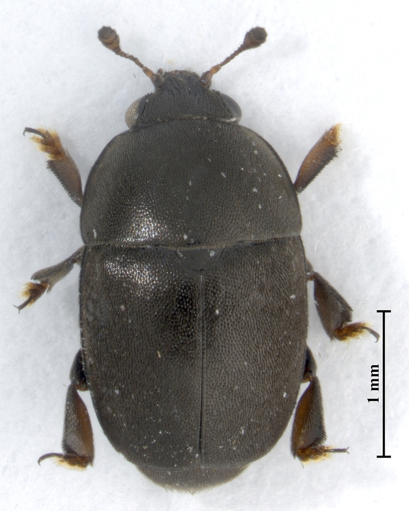 Sagittogethes umbrosus