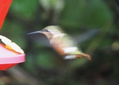 Chaetocercus mulsant