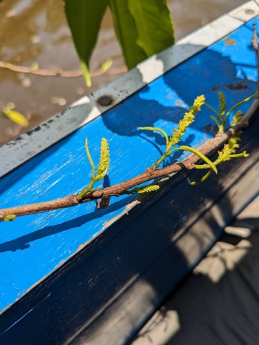Shirakiopsis indica observed 2023-10-29