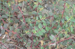 Euphorbia cozumelensis