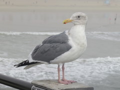 Larus glaucescens × occidentalis