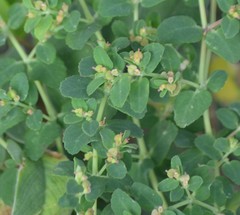 Euphorbia cozumelensis