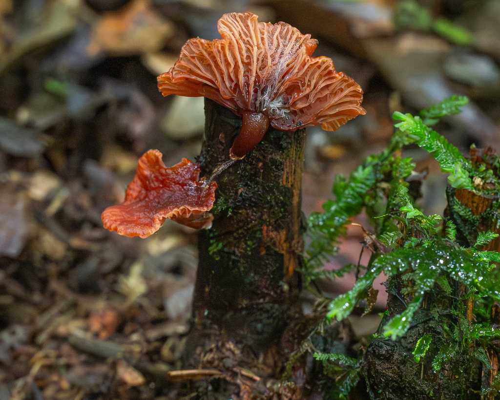 Gerronema viridilucens