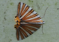 Pityeja histrionaria