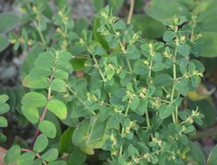 Euphorbia cozumelensis