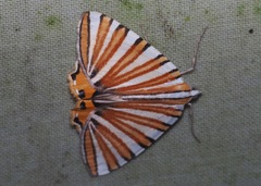 Pityeja histrionaria
