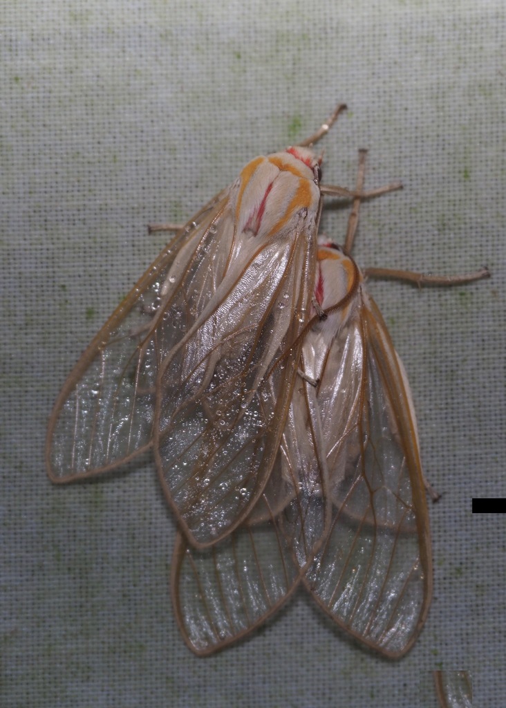 Amastus hyalina