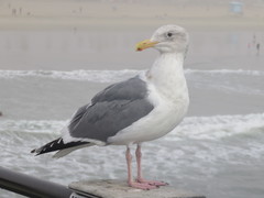 Larus glaucescens × occidentalis