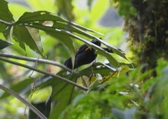 Cacicus chrysonotus