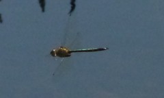 Hemicordulia australiae