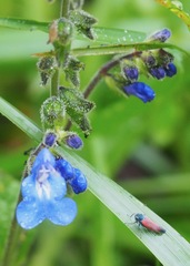 Cardioscarta flavifrons