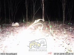 Sylvilagus cunicularius insolitus