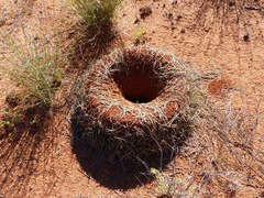 Polyrhachis macropus