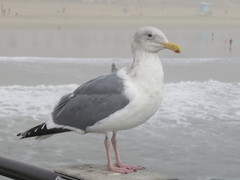 Larus glaucescens × occidentalis