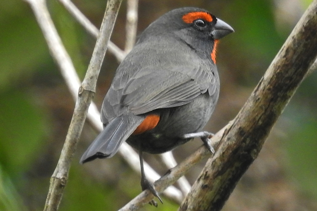 Puerto Rican Bullfinch