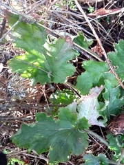 Heuchera micrantha diversifolia