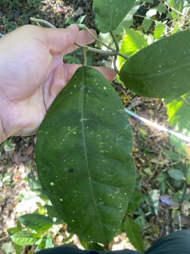 Ruehssia macrophylla, 2026-01-30