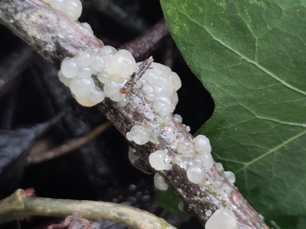 Myxarium nucleatum · January 2026 · photo: © nenp_stbartsnewbury (iNaturalist, cc0)