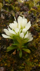Gentianella concinna