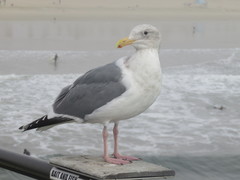 Larus glaucescens × occidentalis