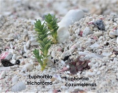 Euphorbia cozumelensis