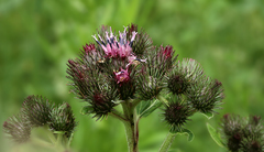 Arctium × ambiguum