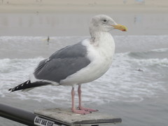 Larus glaucescens × occidentalis