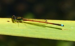 Ischnura aurora aurora