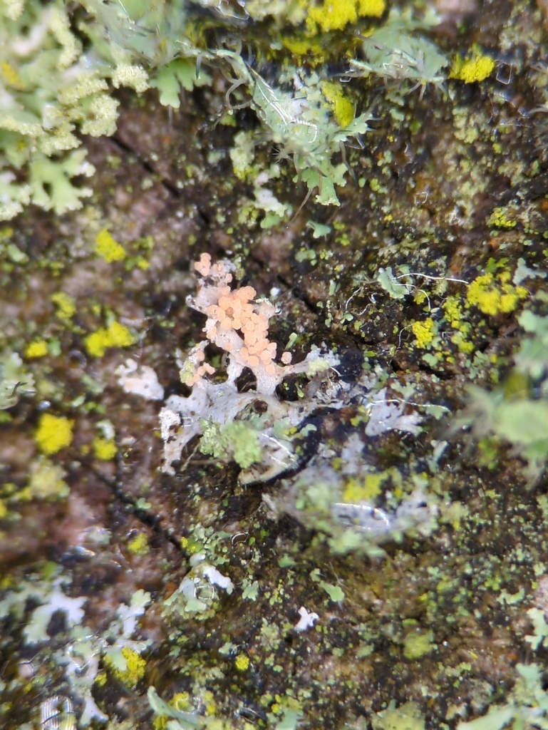 Erythricium aurantiacum · January 2026 · photo: © alexis_orion (iNaturalist, cc-by)