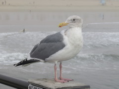 Larus glaucescens × occidentalis