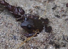 Pristimantis glandulosus