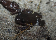 Pristimantis glandulosus