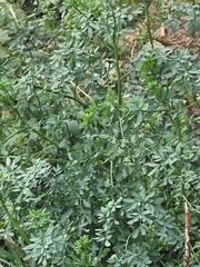 Rue Officinale (Ruta graveolens)