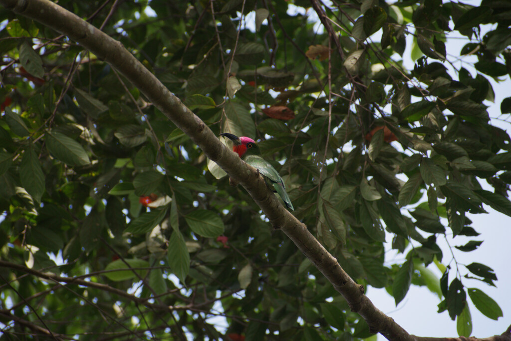 Cirik-cirik kumbang (Nyctyornis amictus)