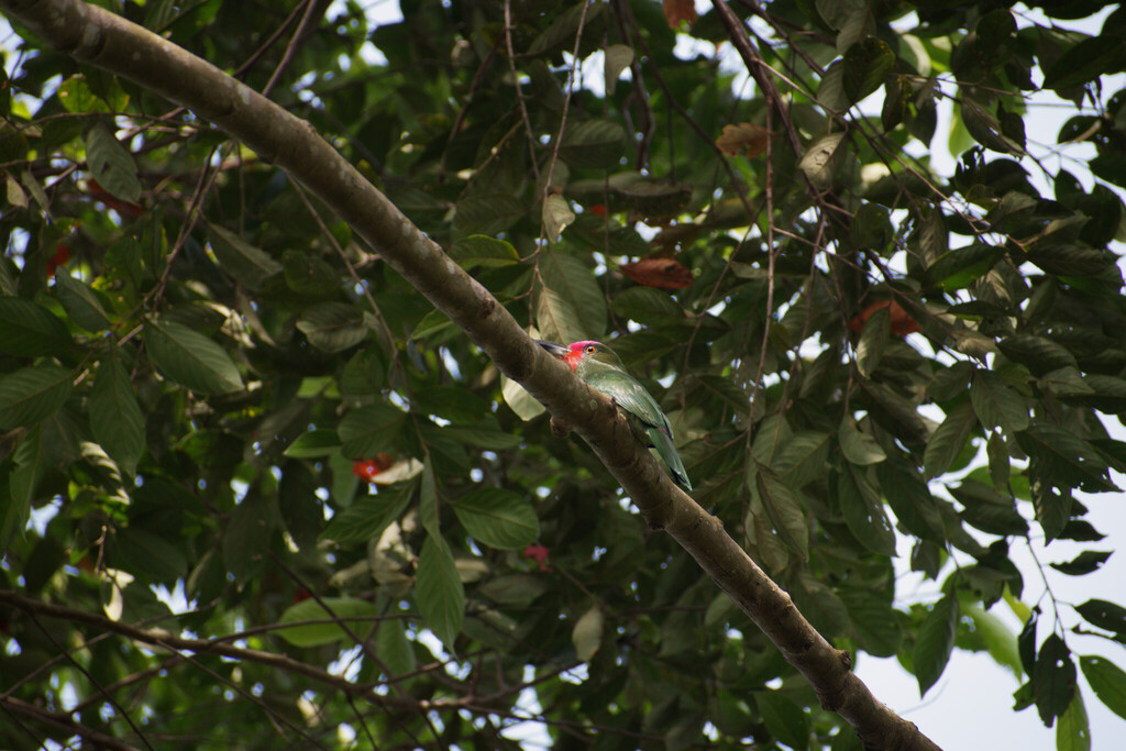 Red-bearded Bee-eater (Nyctyornis amictus)