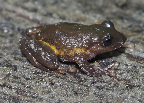 Ecuador Robber Frog, Pristimantis glandulosus