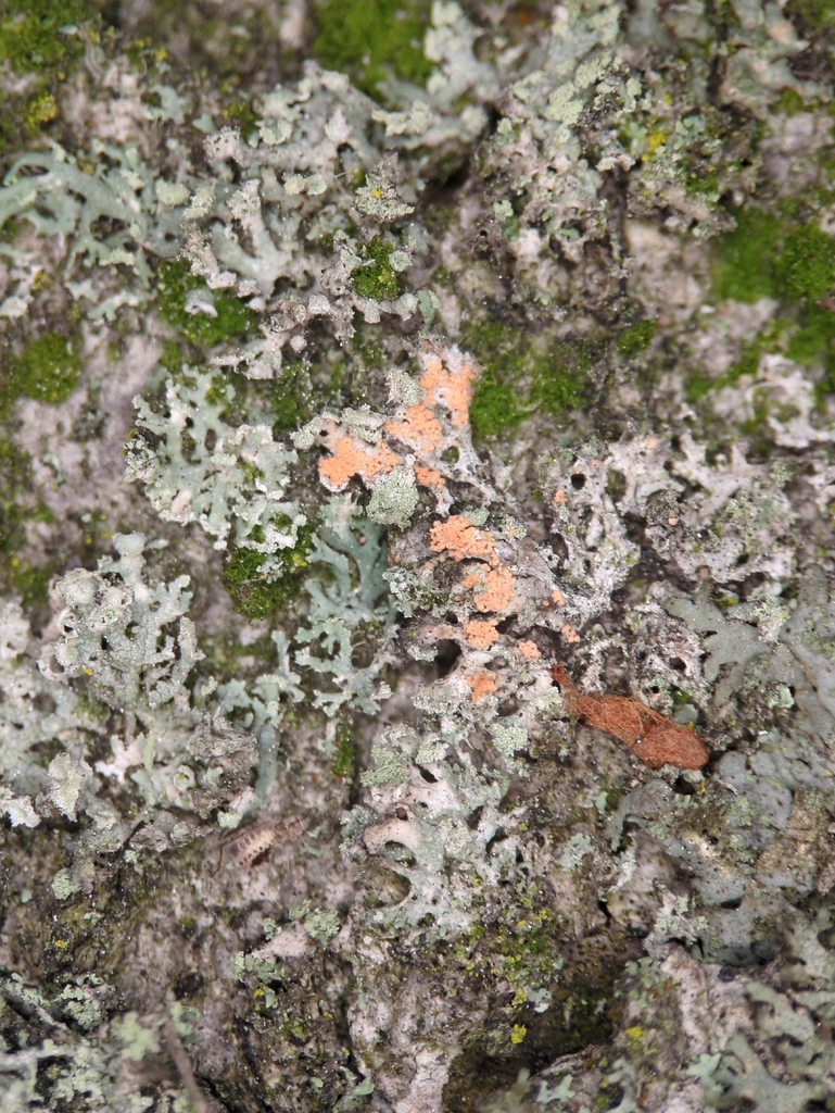 Erythricium aurantiacum · January 2026 · photo: © alexis_orion (iNaturalist, cc-by)