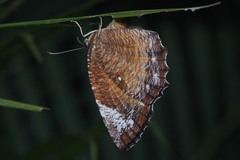 Elymnias hypermnestra hypermnestra