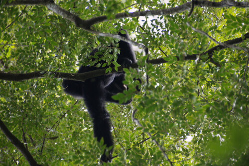 Symphalangus syndactylus