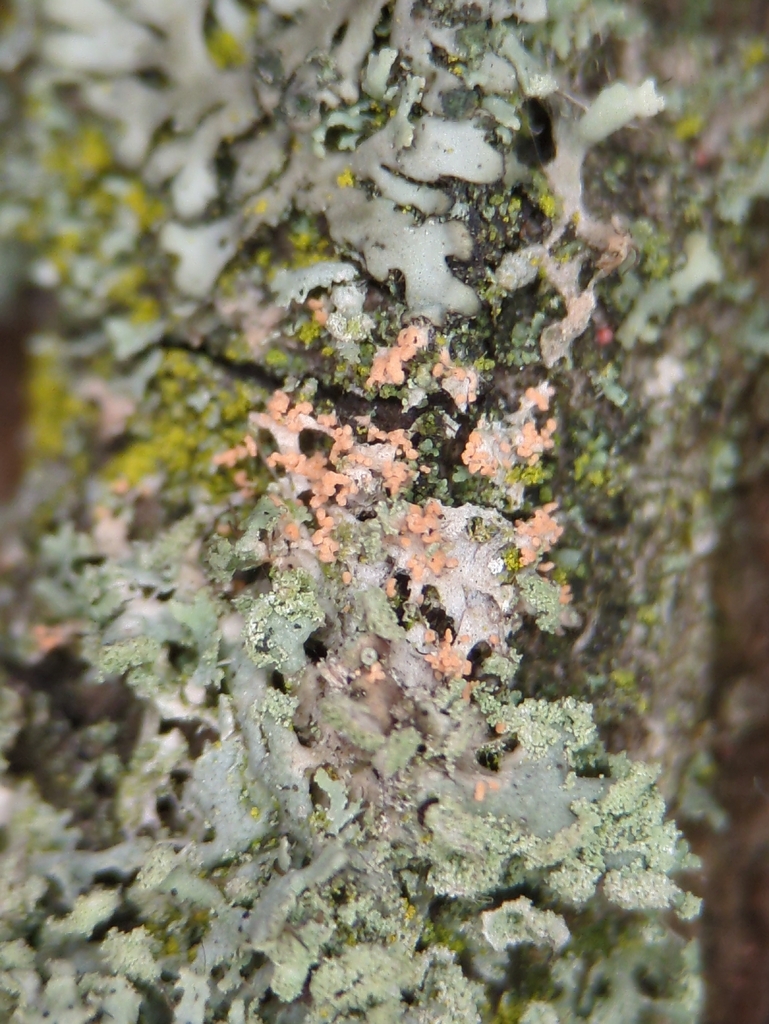 Erythricium aurantiacum · January 2026 · photo: © alexis_orion (iNaturalist, cc-by)