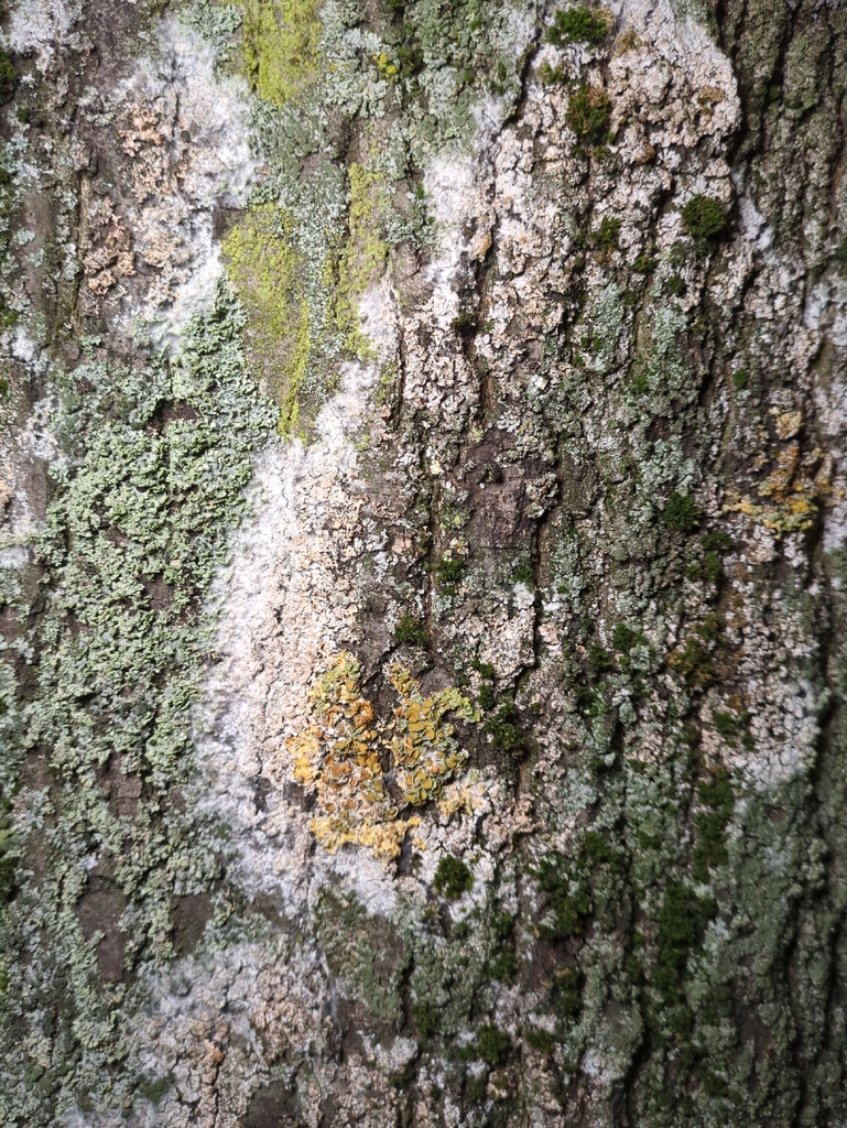 Athelia arachnoidea · January 2026 · photo: © alexis_orion (iNaturalist, cc-by)