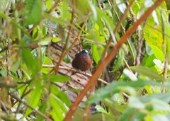 Ochthoeca cinnamomeiventris