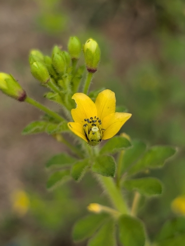 Asian Spiderflower