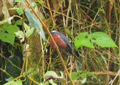 Ochthoeca cinnamomeiventris