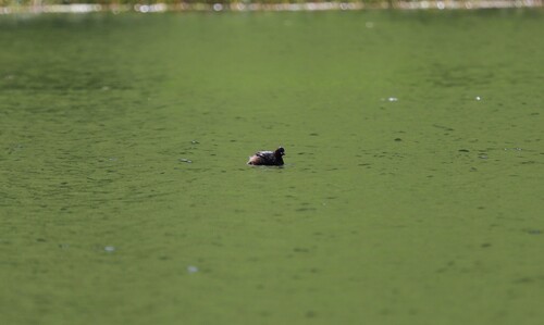 iNaturalist: (c) nicolasdelarue, some rights reserved (CC BY-NC), uploaded by nicolasdelarue iNaturalist image