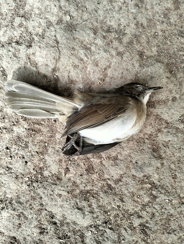 Terrestrial Brownbul