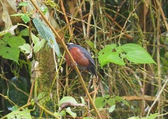 Ochthoeca cinnamomeiventris