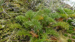 Anisotome antipoda