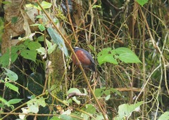 Ochthoeca cinnamomeiventris