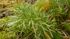 Anisotome antipoda